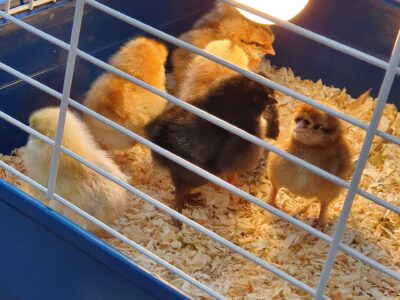 New Arrivals in St. Declan’s