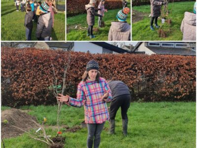 Planting Trees in Room 16