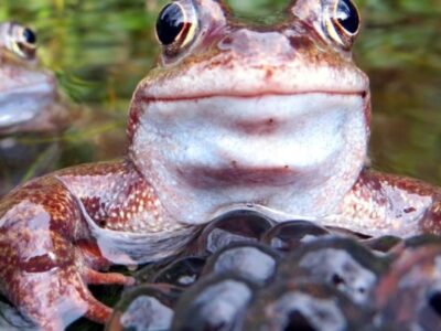 Frogspawn in Room 12
